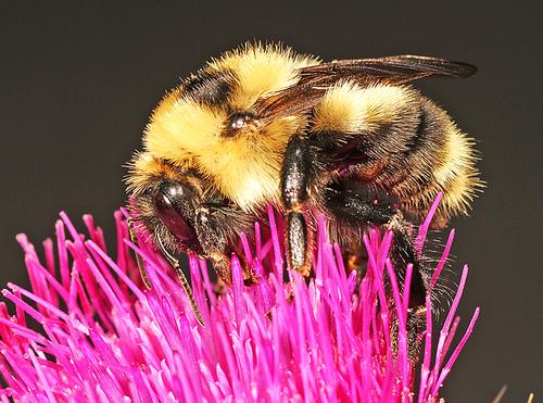 Bombus rufocinctus. A fuzzy yellow and black bumble bee sitting on a bright pink flower. Photo by Christopher Brown, MSU